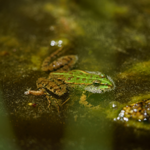 close up of a frog in a pond